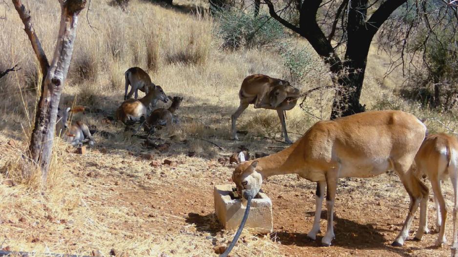 Άγρια ζώα ξεδιψούν από τεχνητές ποτίστρες στα δάση της Κύπρου