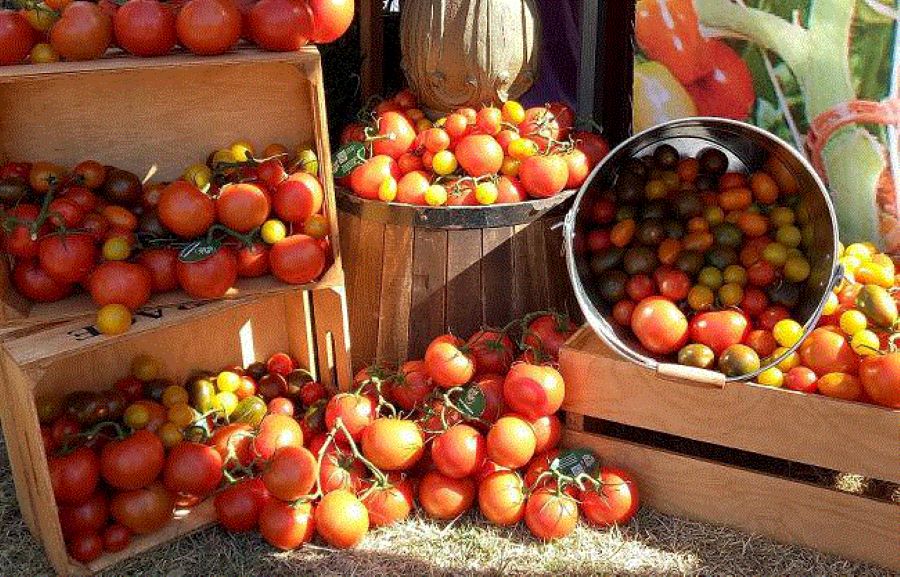 Επιστρέφει το Φεστιβάλ Ντομάτας