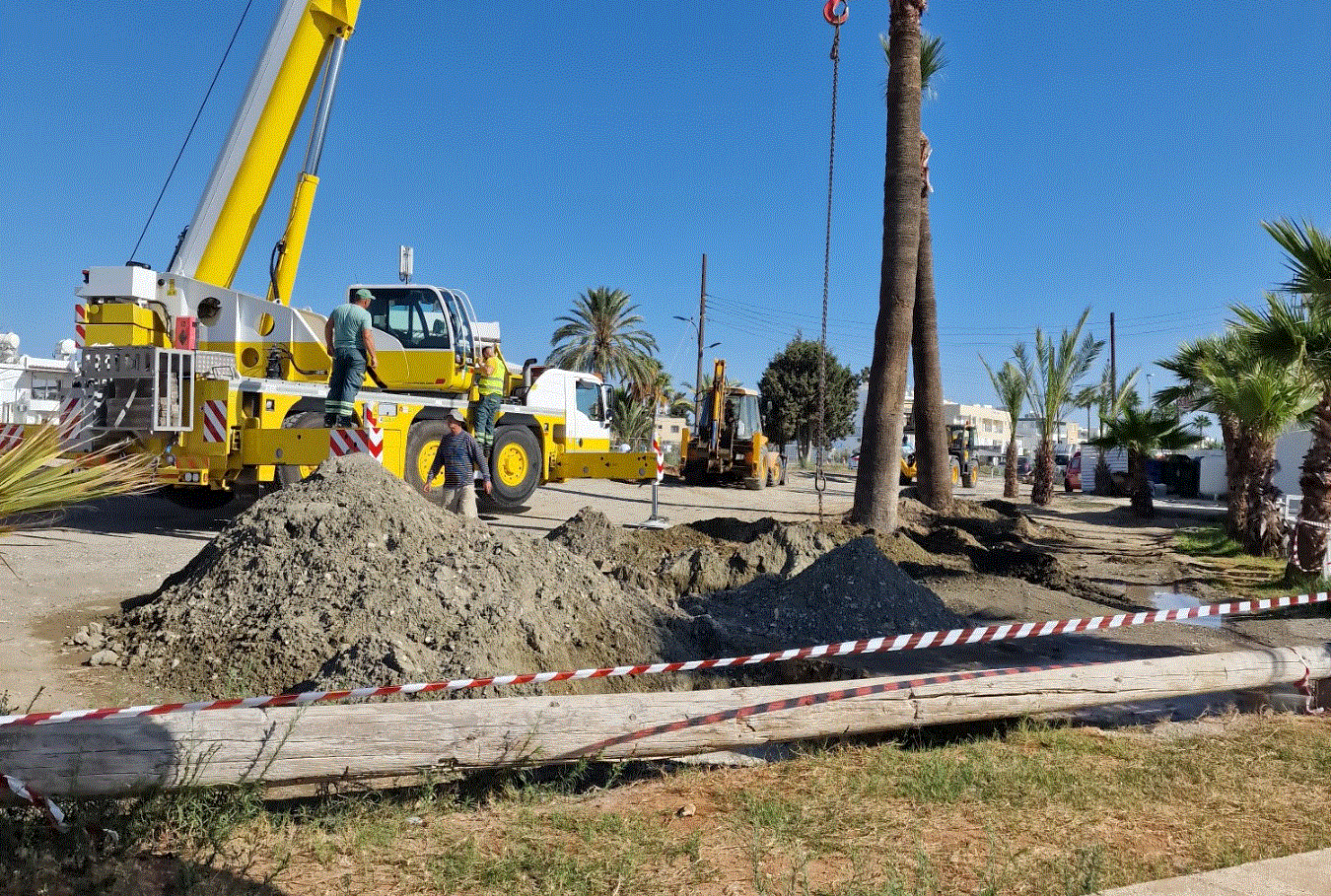 Μεταφυτεύθηκαν 20 μεγάλα φοινικόδεντρα στην τουριστική περιοχή Λάρνακας – Δεκέλειας  (φώτο)