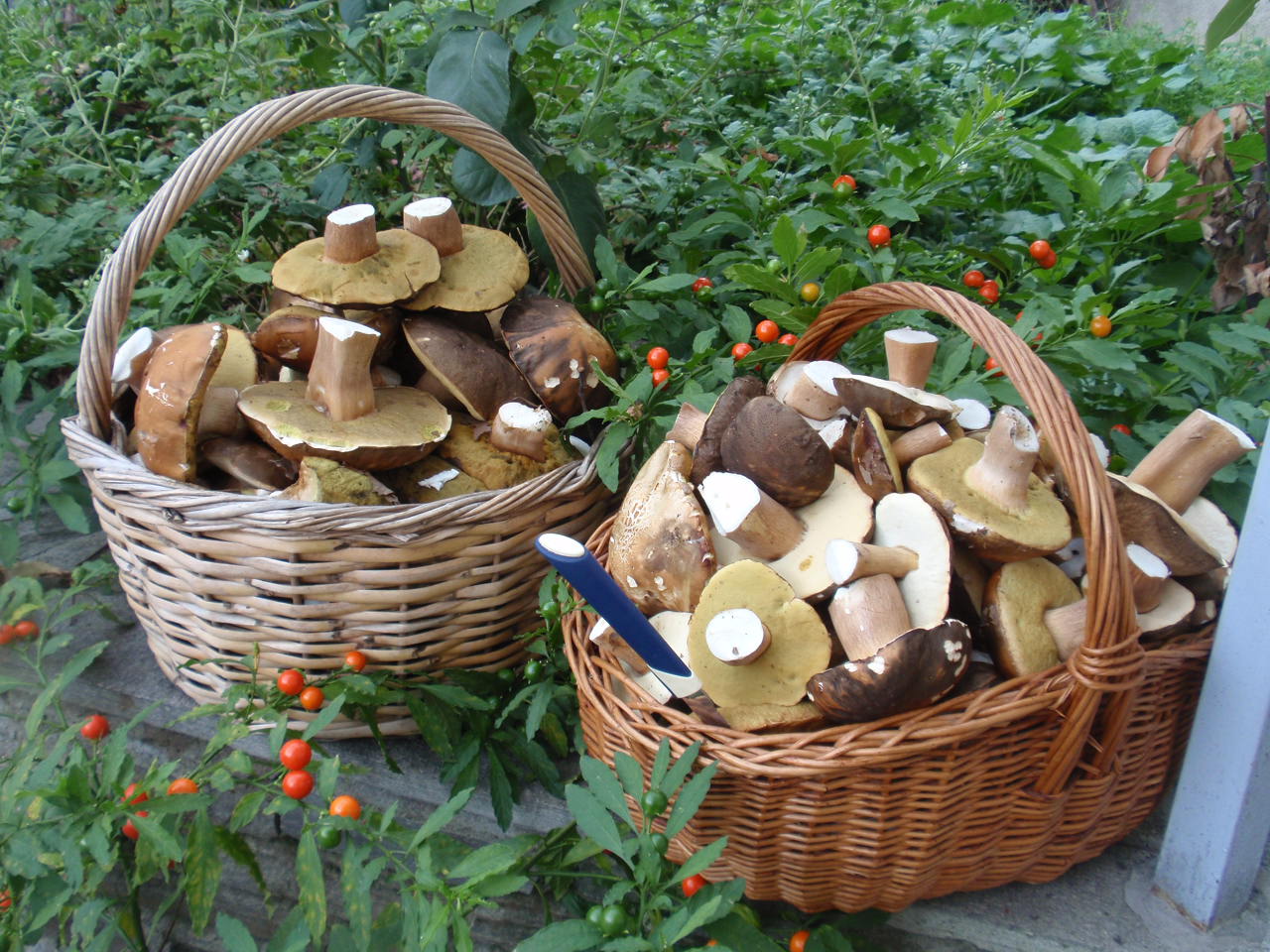 5η Ετήσια Γιορτή Μανιταριού! – Mushrooms on a mission!