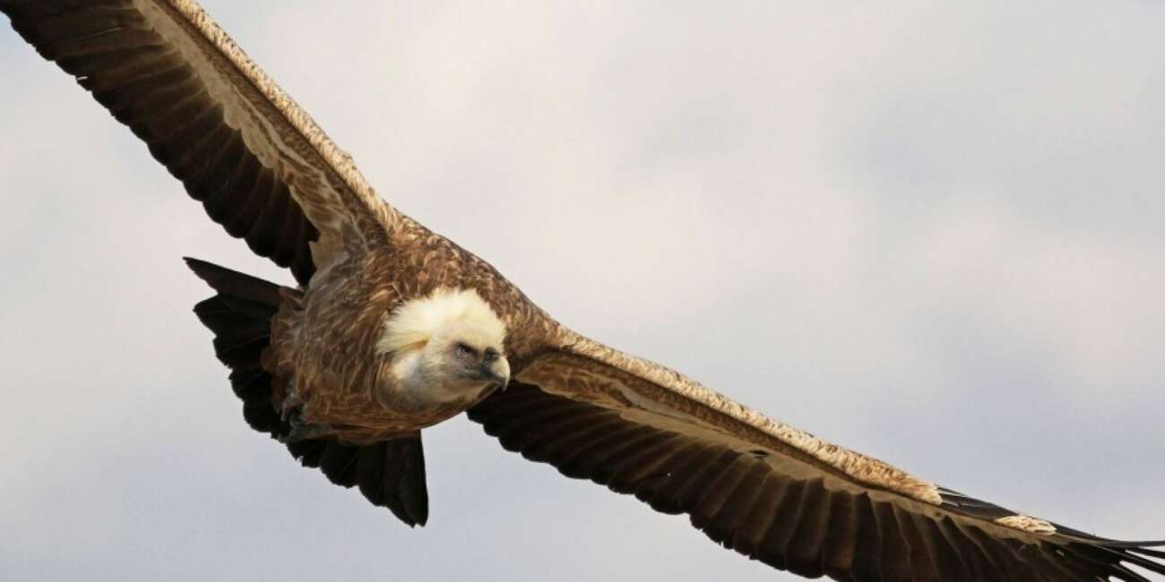 Griffon-Vulture-by-Raija-Howard-2_450_850_crp-ovvlcyguiri1euuv74jq1biusrldq5ejagjqjqqgb4