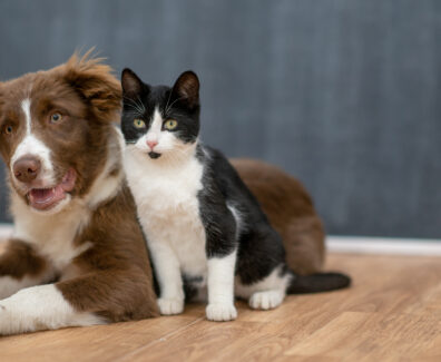 Dog and Cat Portrait