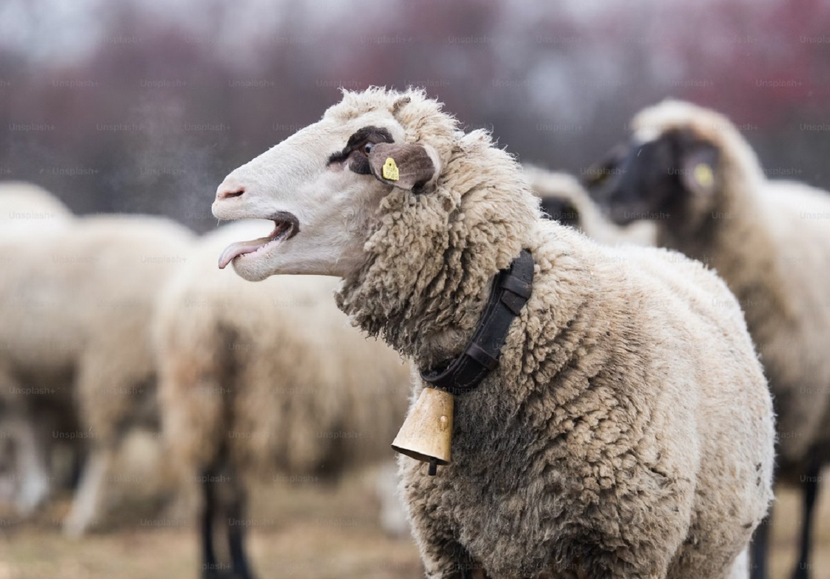 Πρόβατα στη Μαγνησία έφαγαν 100 κιλά χασίς