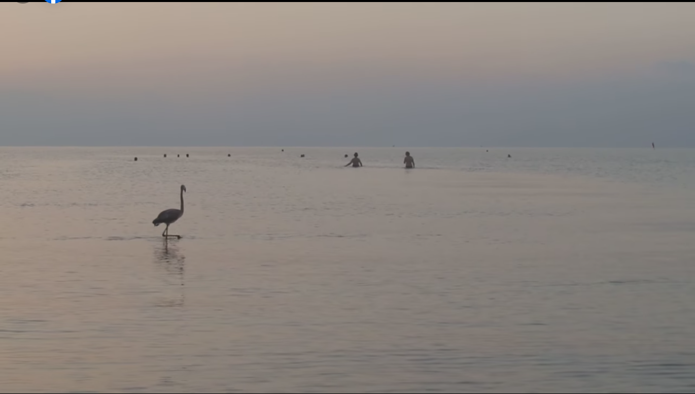 Η θάλασσα της Λάρνακας έχει πια γίνει έρωτας ακόμη και για τα …φλαμίνγκος!!!!  (βίντεο)