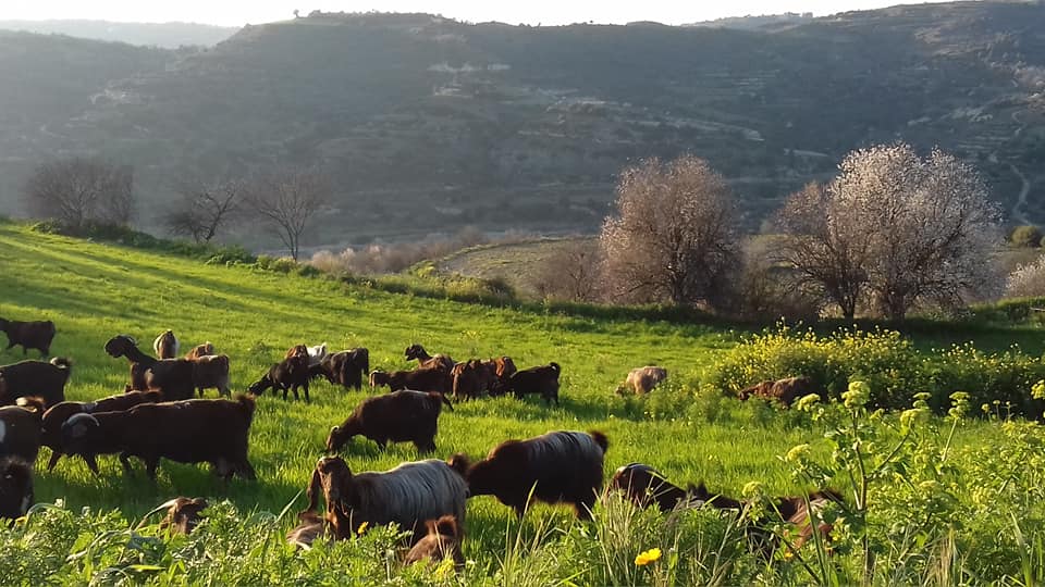 Κτηνοτρόφοι Κύπρου: Ενδιαφέρουσα διάλεξη που δεν πρέπει να χάσετε… (Όλες οι λεπτομέρειες)