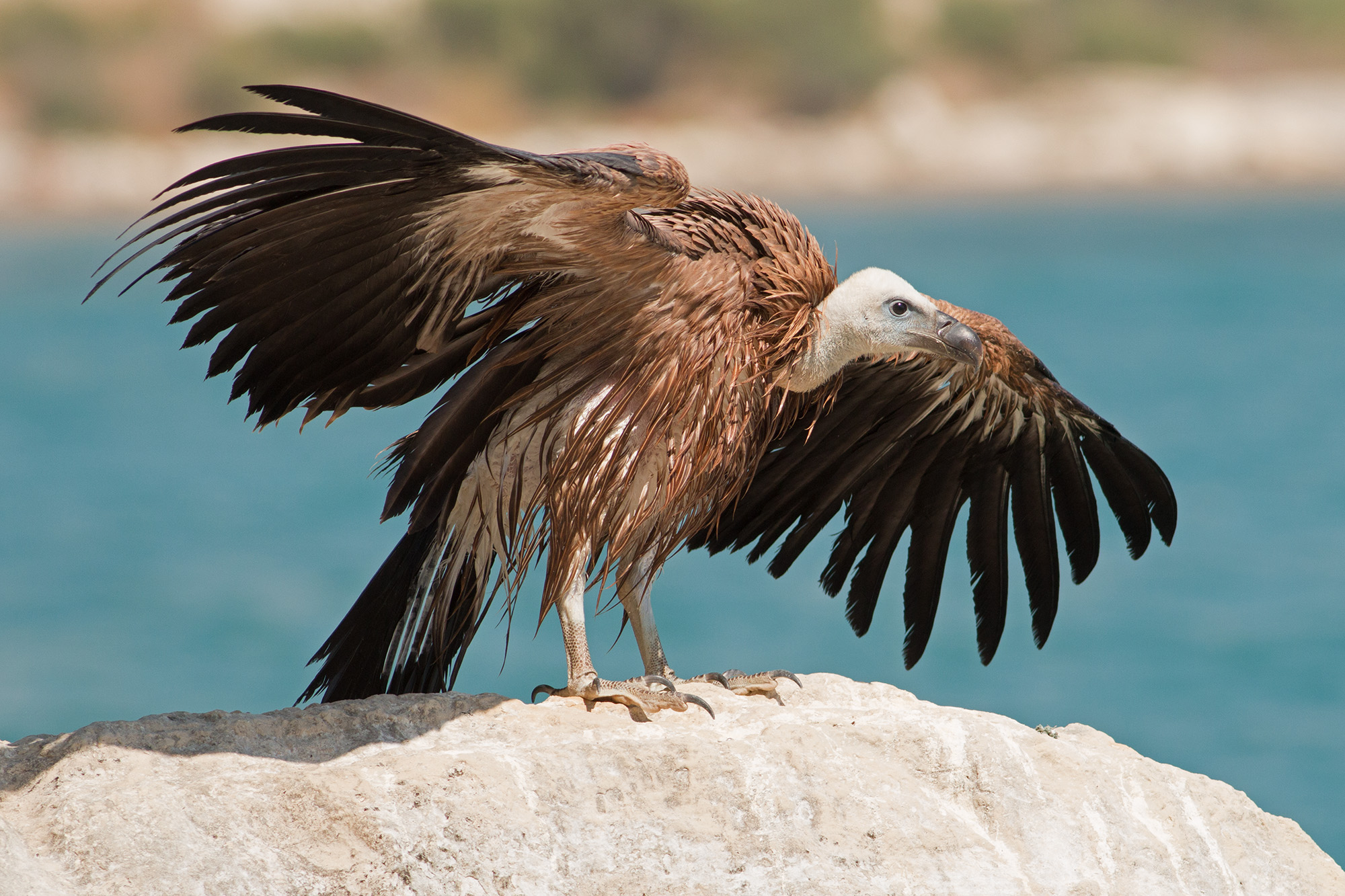 Η εκτεταμένη χρήση δηλητηριασμένων δολωμάτων θα εξαφανίσει γύπες λένε οργανώσεις