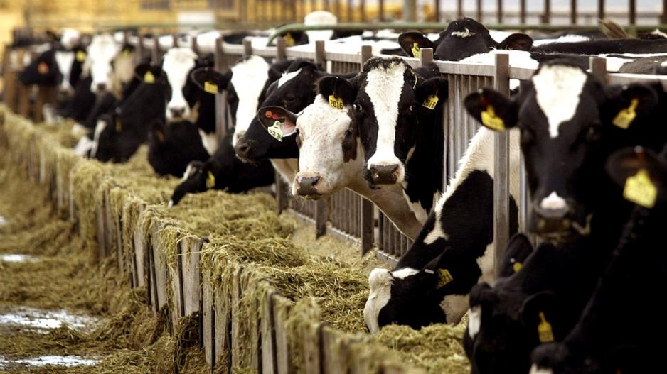 Με προτάσεις για δυναμικά μέτρα συνέρχεται η Παγκύπρια Συγκέντρωση Αγελαδοτρόφων