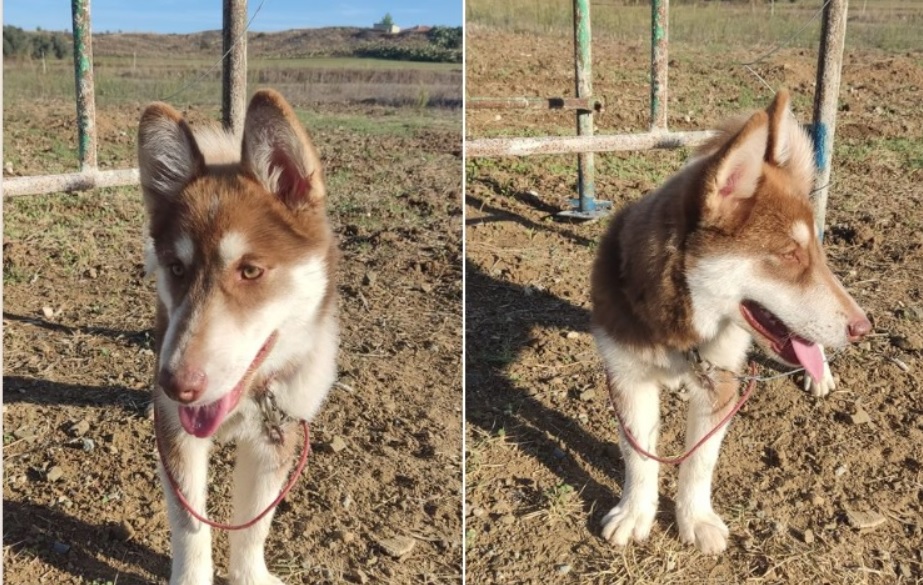 Σκυλάκι βρέθηκε στη Μοσφιλωτή – Μήπως το ψάχνει ο ιδιοκτήτης του; (ΦΩΤΟ)