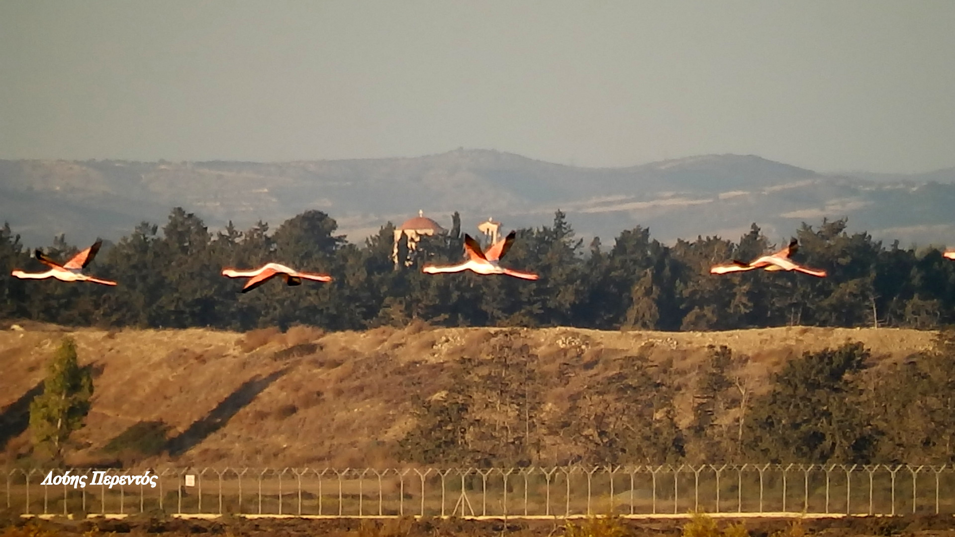 Όπως κάθε χρόνο έτσι και φέτος κάποια φλαμίνγκος ξέμειναν στη Λάρνακα