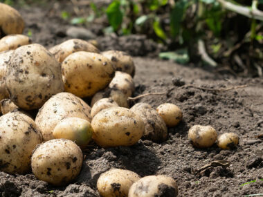 patates_agros