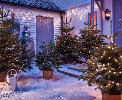 real-trees-whole_1603206432