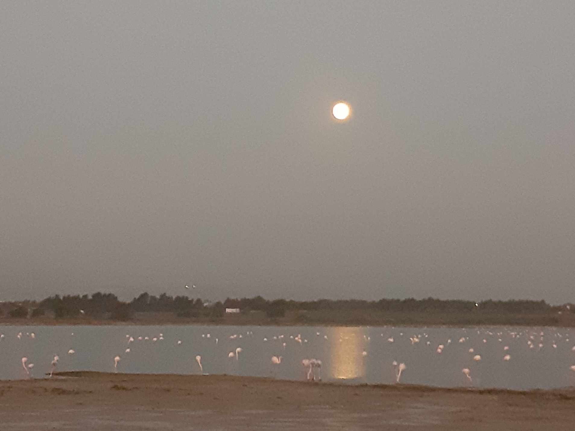 Πρωινό ξύπνημα στις αλυκές του Μενεού με γεμάτο φεγγάρι  (βίντεο)