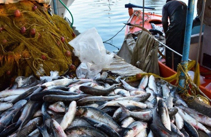 Προβλήματα της αλιείας και μέτρα αντιμετώπισής τους συζήτησε η Επ. Γεωργίας