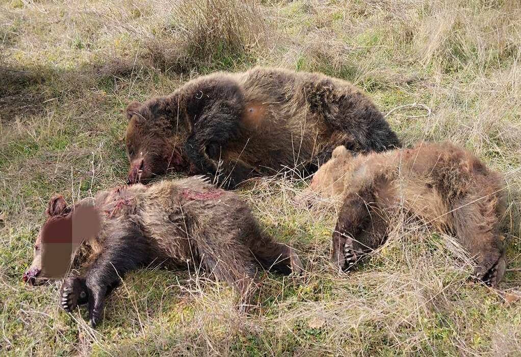Κτηνωδία στην Καστοριά – Δολοφόνησαν αρκούδα και τα δυο της αρκουδάκια