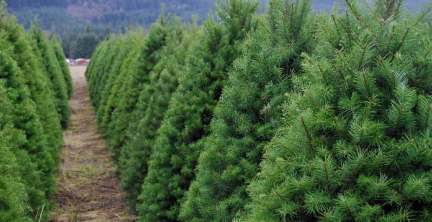 Συνεχίζεται στη Λάρνακα η πώληση Χριστουγεννιάτικων Δέντρων από το Τμήμα Δασών