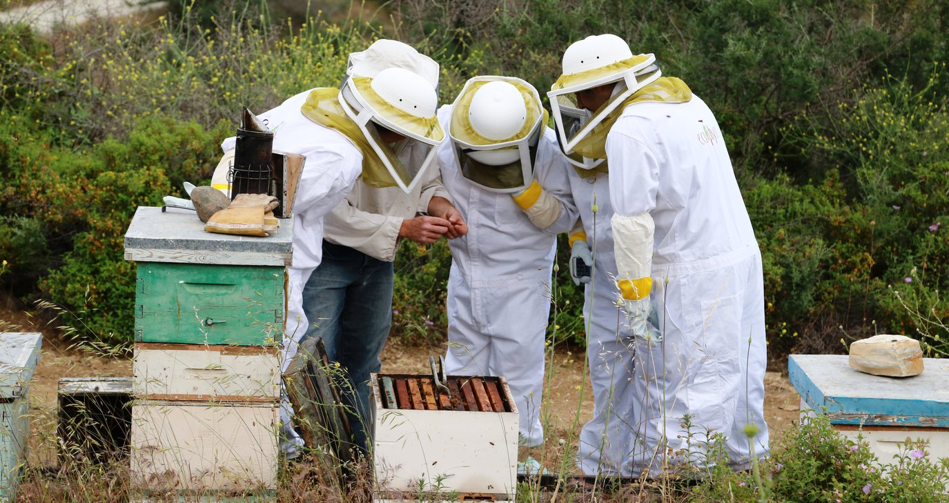 Ήξερες ότι στη Βάβλα μπορείς να γίνεις μελισσοκόμος για μία μέρα;