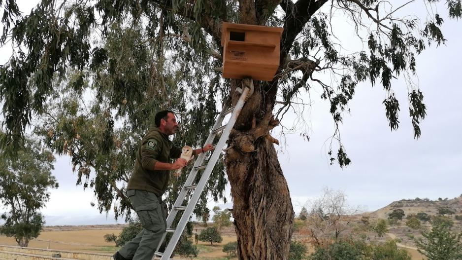 Απελευθέρωσαν ανθρωποπούλια και τοποθέτησαν τεχνητές φωλιές στην Ορόκλινη (φώτο)