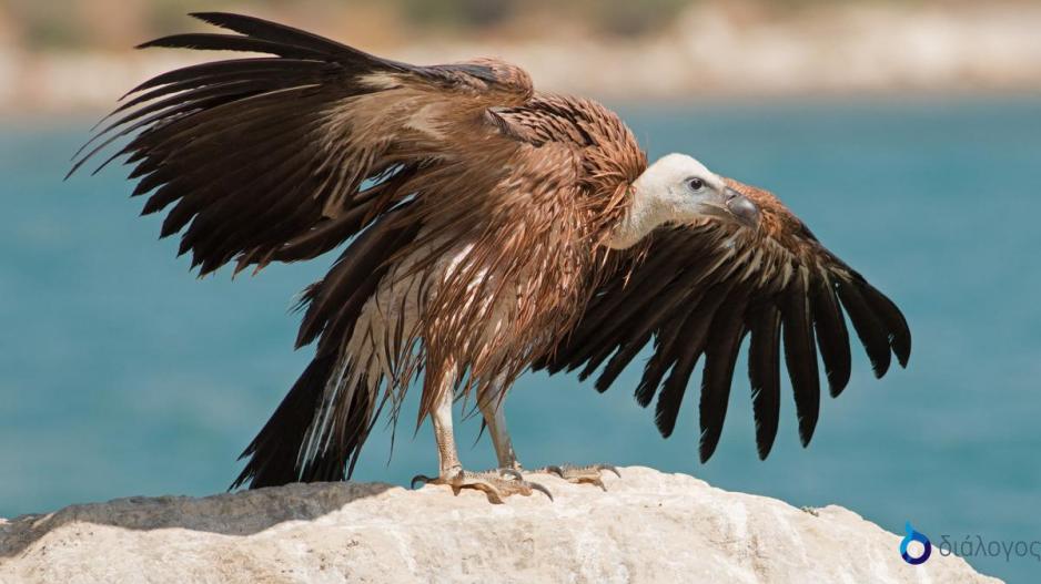 Νέες ελπίδες για διάσωση του κυπριακού γύπα, έφθασαν άλλοι 15 από την Ισπανία