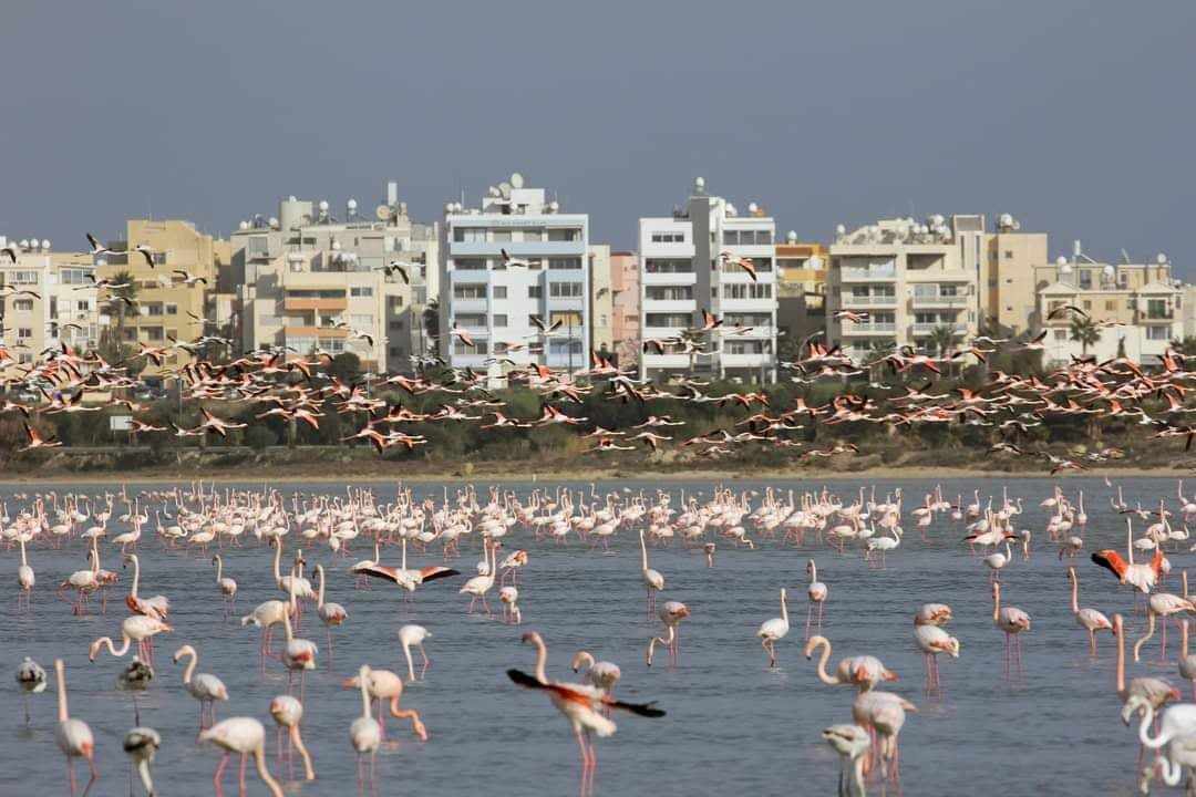 Εντυπωσιακές οι εικόνες καθημερινά που αντικρίζουμε στις Αλυκές της Λάρνακας από τις μαζικές αφίξεις των φλαμίνγκο (βίντεο – φώτο)