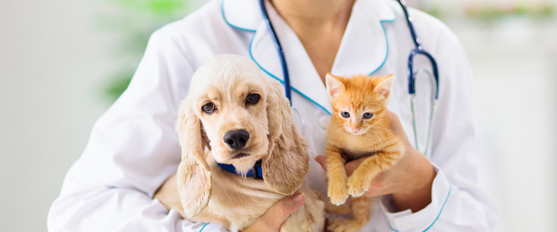 H Kτηνιατρική Κλινική V3TS Veterinary Clinic στη Λάρνακα ζητά κτηνίατρο