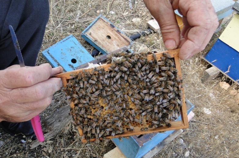 Χοιροκοιτία: Εξελέγη το νέο ΔΣ του Παγκύπριου Συνδέσμου Μελισσοκόμων
