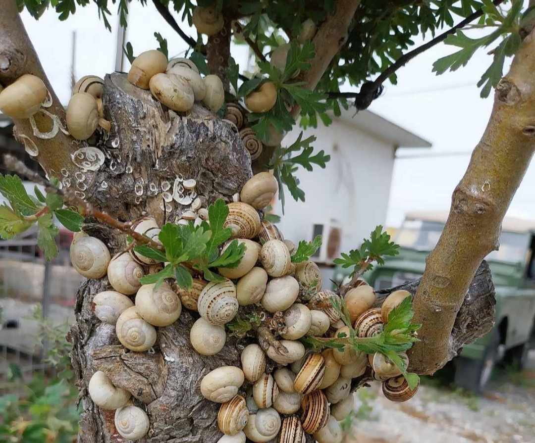 Τον Μάιο το Φεστιβάλ Καραόλου στην κοινότητα Τερσεφάνου