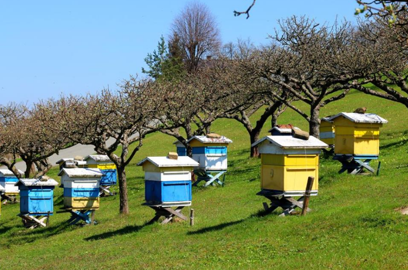 Θεματικά μελισσοκομικά μονοπάτια στην ορεινή Λάρνακας