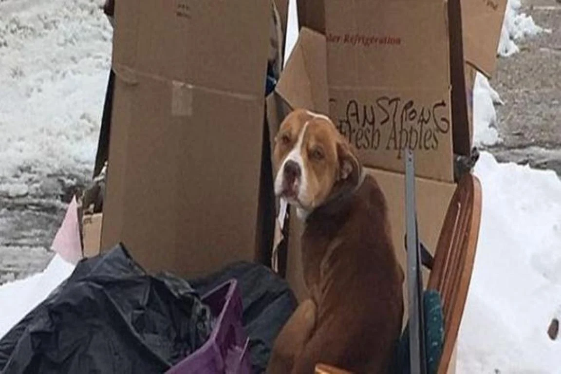 Απελπιστική η κατάσταση στην Αθηένου: Εγκατέλειψαν σκύλο σε κλουβί και πέθανε