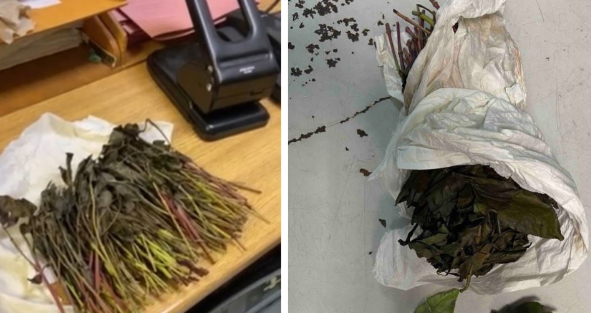 Μυστήριο πίσω από την ανεύρεση 43 κιλών φυτικής κοκαΐνης στο Αεροδρόμιο Λάρνακας