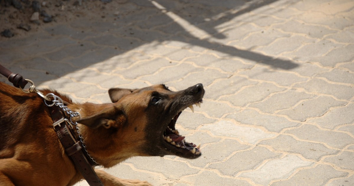 Στιγμές τρόμου ζουν καθημερινά οι κάτοικοι του Μενεού από ένα σκύλο ράτσας Μαλινουά (βίντεο)