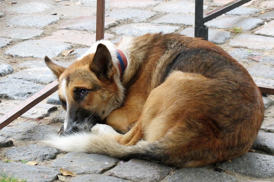 Το Κόμμα για τα Ζώα καλεί στην εκδήλωση για την Ημέρα Εγκαταλελειμμένων Ζώων στο καταφύγιο σκύλων στην Αραδίππου