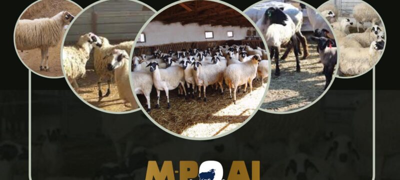 325375095_475501388109091_724779241090660454_n