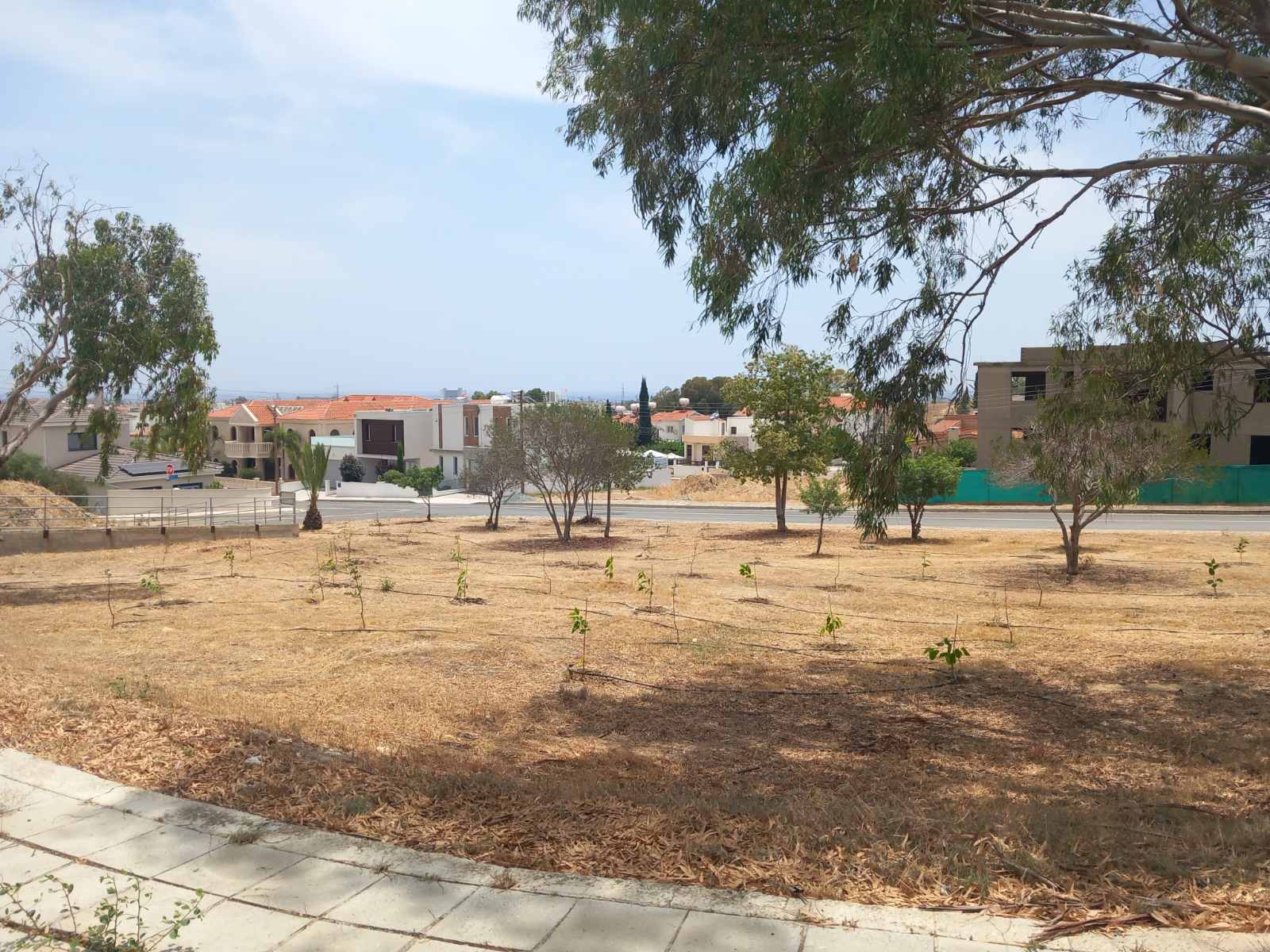 Δεκάδες δέντρα φυτεύθηκαν σε χώρο πρασίνου σε περιοχή του Κοινοτικού Συμβουλίου Βορόκλινης