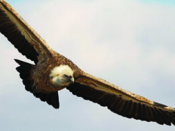 Griffon-Vulture-by-Raija-Howard-2