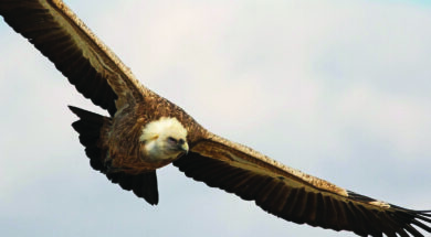 Griffon-Vulture-by-Raija-Howard-2