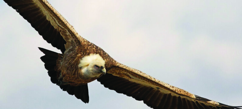 Griffon-Vulture-by-Raija-Howard-2