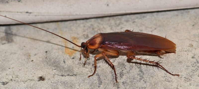 katsarides-005-1030×624