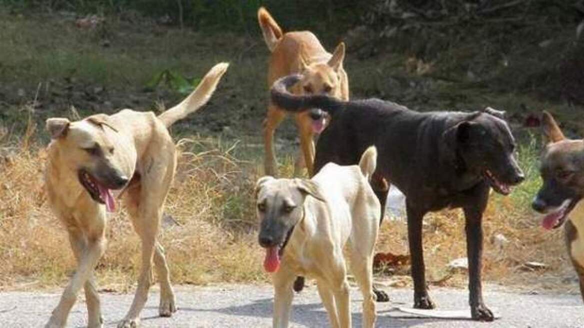 Ανακοίνωση Κοινοτικού Συμβουλίου Βορόκληνης για υπερπληθυσμό με αδέσποτους σκύλους
