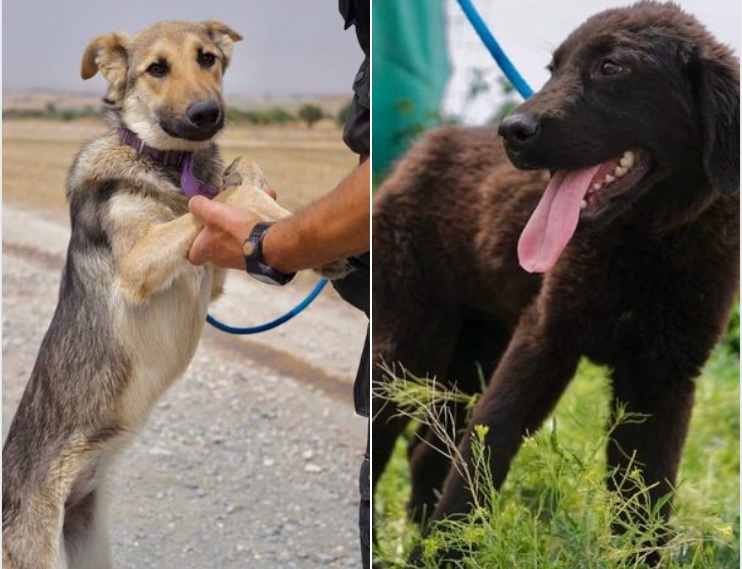 Ο Δήμος Αθηένου ανακοινώνει τον εντοπισμό δύο αδέσποτων σκύλων
