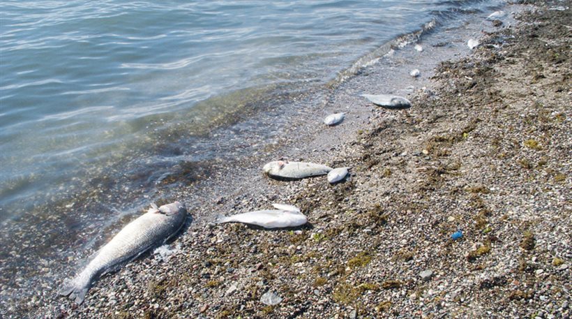 Νεκρά λαβράκια στη θαλάσσια περιοχή Δεκέλειας – Λάρνακας