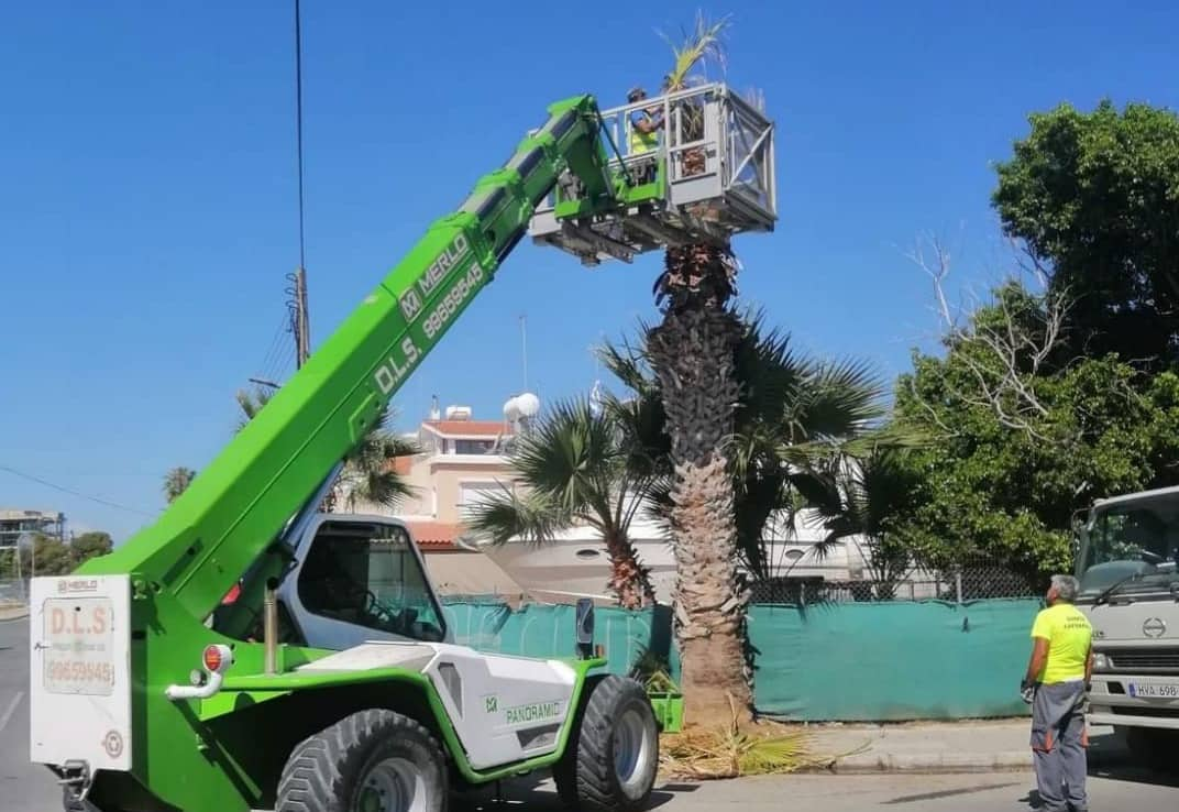 To πρόγραμμα κλαδέματος των Φοινικόδεντρων του Δήμου Λάρνακας στη πόλη της Λάρνακας