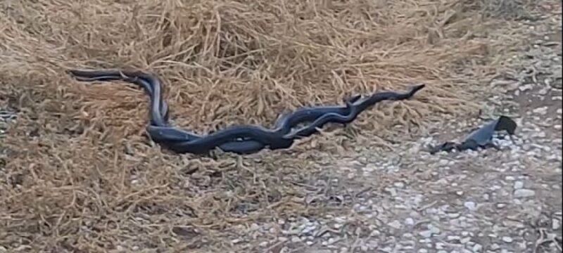 7d0c87adf5a6ada5007c48ad38da4318