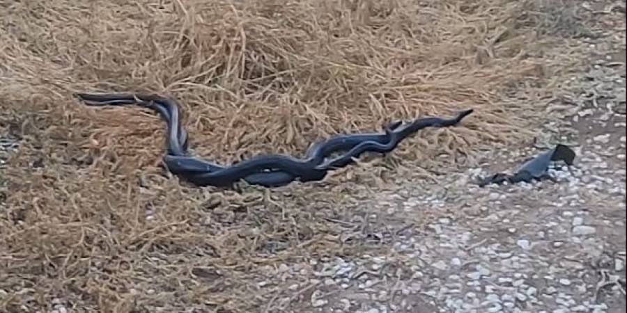 Ερωτοπάλεμα από δυο τεράστια μαύρα φίδια   (βίντεο)