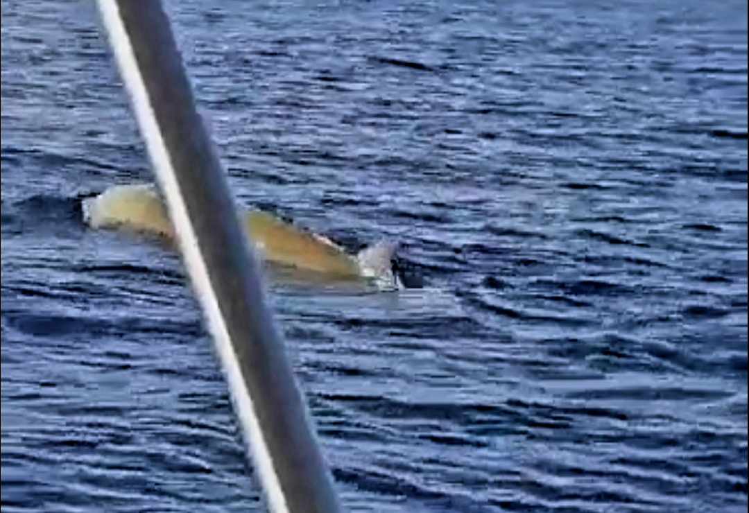 Φάλαινα βολτάρει ανοιχτά της Λάρνακας (βίντεο)