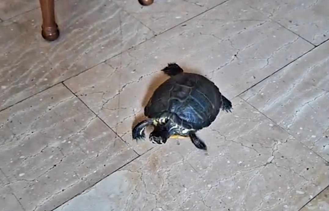 Βρέθηκε χελώνα στην περιοχή Αγίων Αναργύρων στη Λάρνακα  (βίντεο)