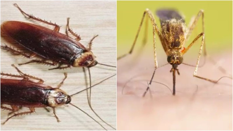 Καλοκαίρι, κουνούπια και κατσαρίδες: Πώς θα απαλλαγούμε, τι πρέπει να προσέξουμε