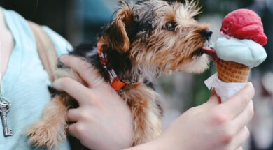 dog-ice-cream