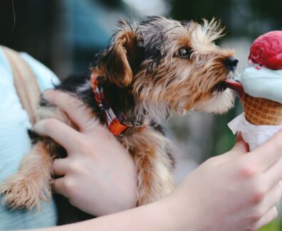 dog-ice-cream