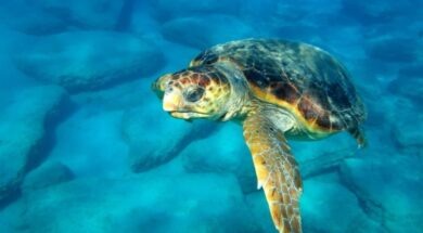 img_3131_g9_1.jpg_sea-turtle_pigi-laurent-sourbes1-1024×682-1