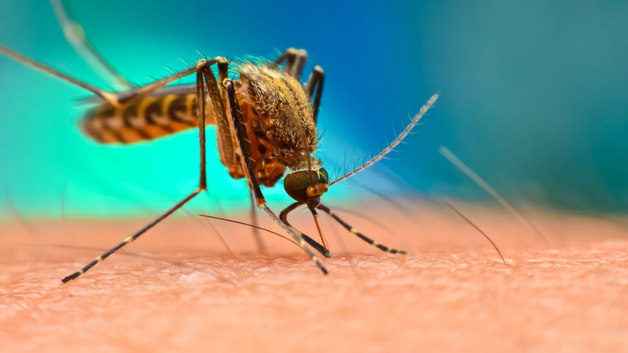 Κουνούπι «Τίγρης»: Πόσο πρέπει ν’ ανησυχούμε και ποιες λοιμώξεις μεταφέρει